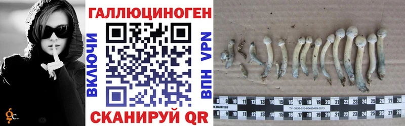 Псилоцибиновые грибы Psilocybine cubensis  Кола 